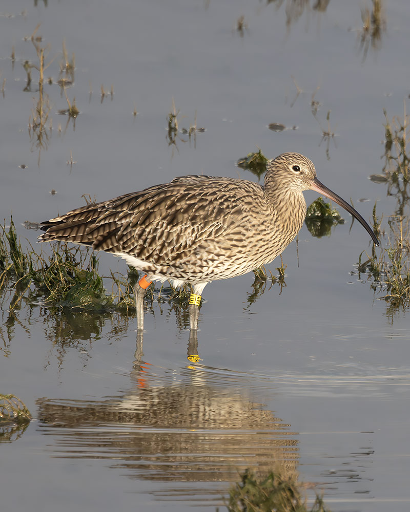 Curlew LW